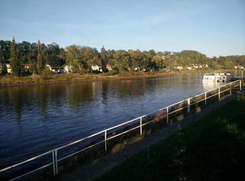 Ruderer auf der Elbe in Pirna